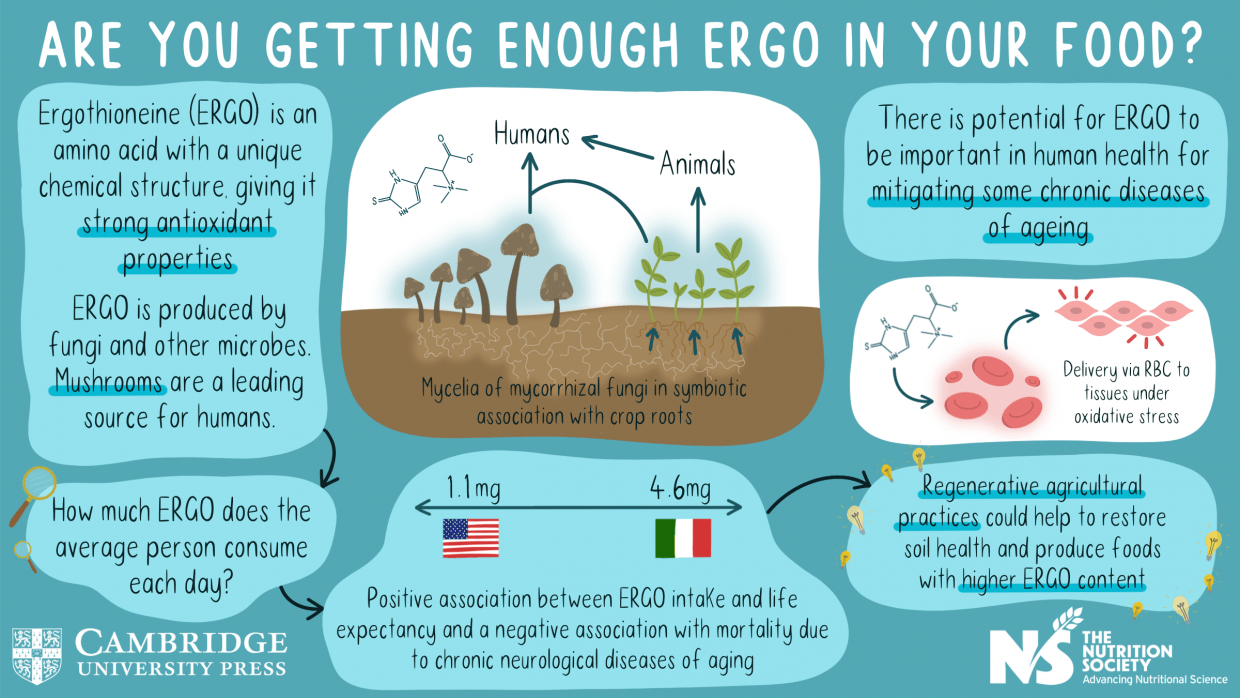 Lions Mane Lions Mane