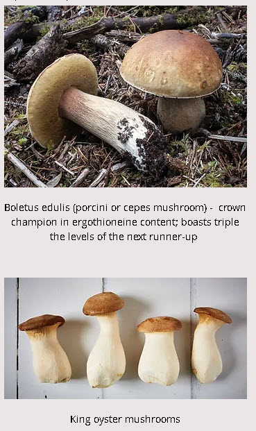 Lions Mane Lions Mane