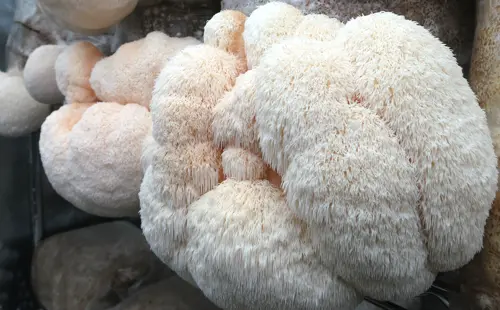 Lions Mane Lions Mane