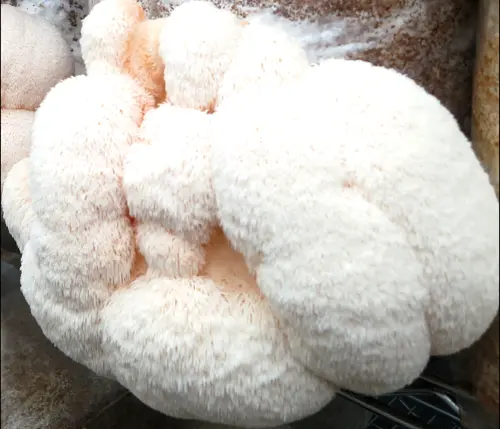 Lions Mane Lions Mane