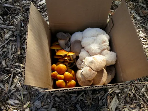 Mixed Mushroom Medley